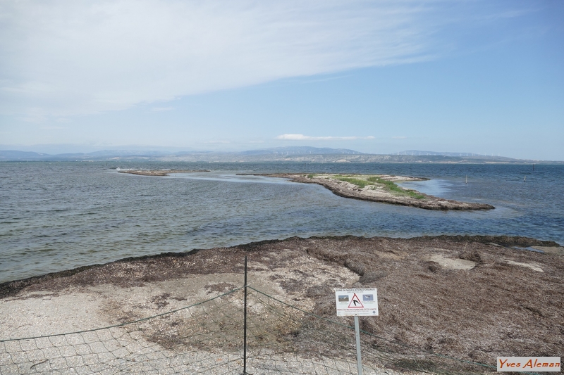 Sternes naines au barcarès 2017.JPG